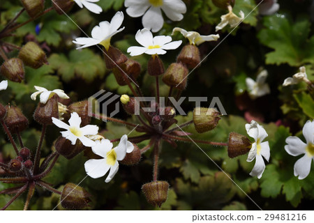 Primula Sinensis Primula Sinensis 29481216