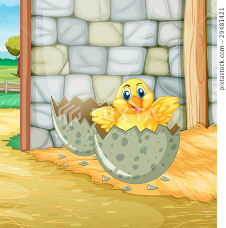 Little chick hatching egg in barn 29481421