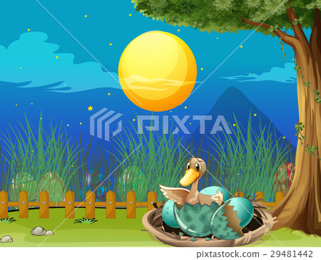 Duck hatching egg at night 29481442