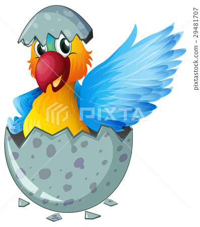 Parrot macaw hatching egg Parrot macaw hatching egg 29481707