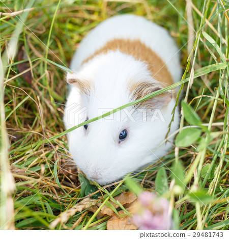White guinea pig eating grass in park 29481743