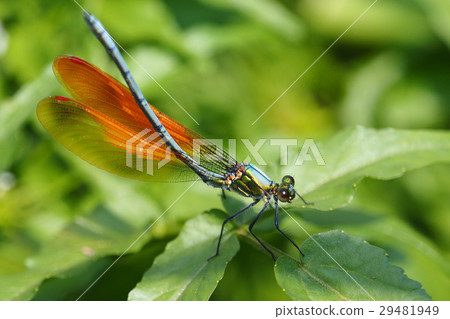 Japanese black strawberry (orange wing type · male) 29481949