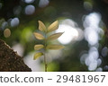Green leaf 29481967