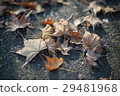 Maple leaf 29481968