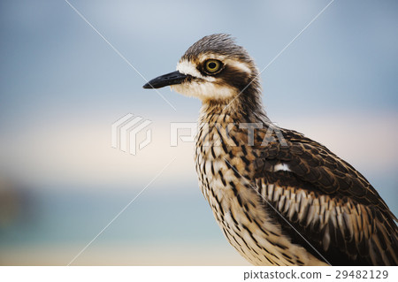 Bush stone-curlew resting on the beach. 29482129