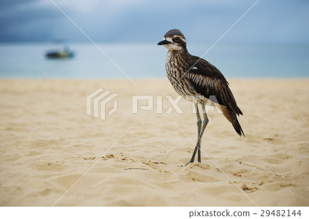 Bush stone-curlew resting on the beach. 29482144