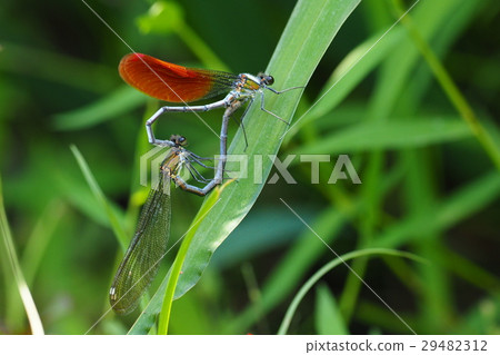 日本黑龜（交配） 29482312