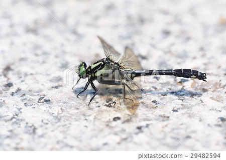 Honsanue(男) Honsanue(男) 29482594