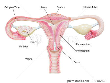 Female reproductive system with image diagram 29482629