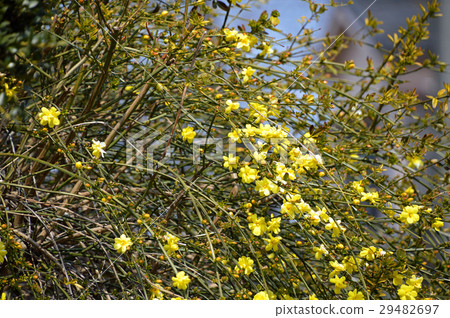 Great Plumeria (yellow plum pseudo) Great Plumeria (yellow plum pseudo) 29482697