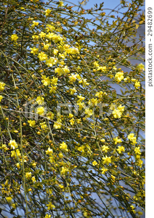 Great Plumeria (yellow plum pseudo) 29482699