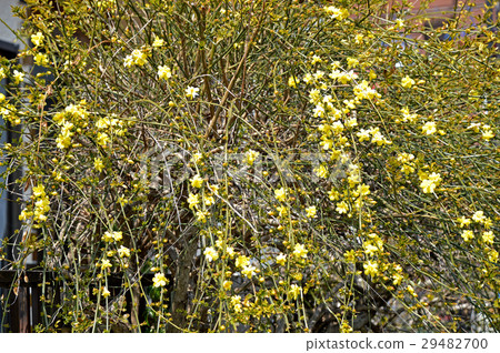 Great Plumeria (yellow plum pseudo) 29482700
