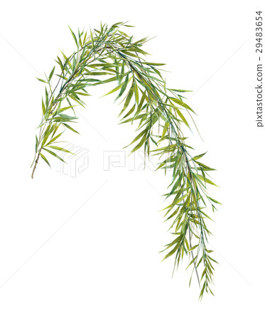 Watercolor illustration painting of bamboo leaves 29483654