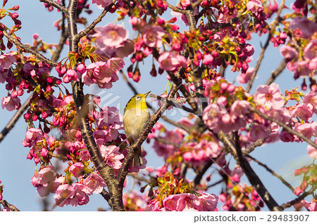 Sunshine Zakura and Mejiro Sunshine Zakura and Mejiro 29483907