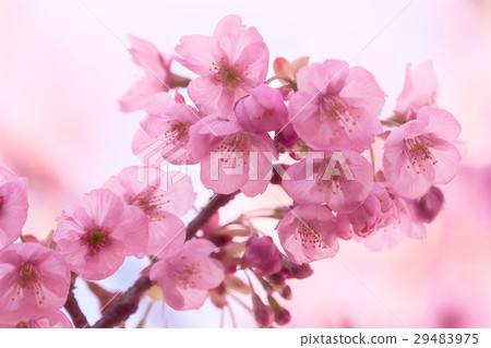 Sunlight Zakura Bloom 29483975