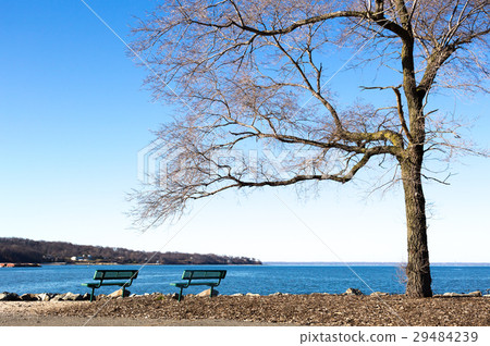 public chair with tree at seaside in winter time 29484239