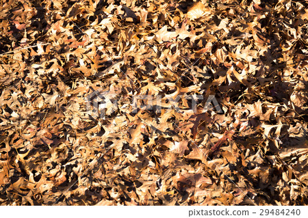 Background texture dry fallen leaves in autumn 29484240