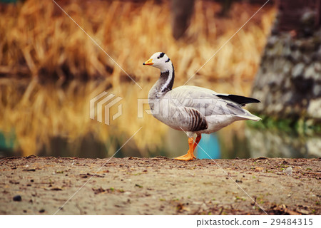 Bar headed goose Bar headed goose 29484315