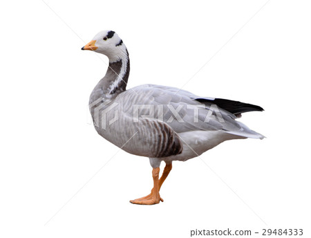Bar headed goose 29484333