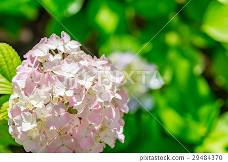 [神奈川縣]繡球花 29484370