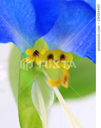 Close up of Tsukaya 29484405
