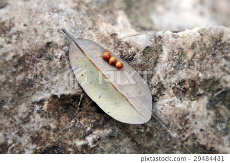 Insect eggs on the leaf. Insect eggs on the leaf. 29484481