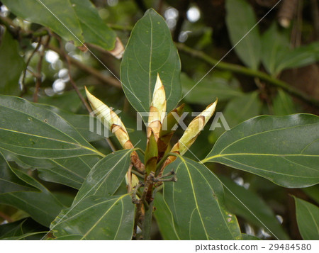 Shoots of Shirodamo planting plenty on the prefectural road side of Kemigawa river Shoots of Shirodamo planting plenty on the prefectural road side of Kemigawa river 29484580