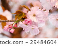 櫻花 29484604
