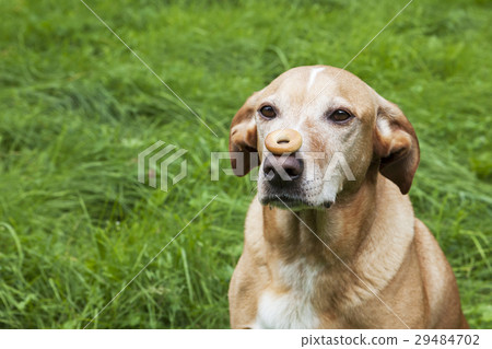 Brown dog with cookie on its nose. Brown dog with cookie on its nose. 29484702