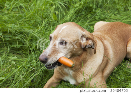 Brown dog with a carrot in its mouth. Brown dog with a carrot in its mouth. 29484703