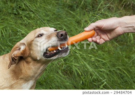 Human hand feeding a carrot to the brown dog. 29484704