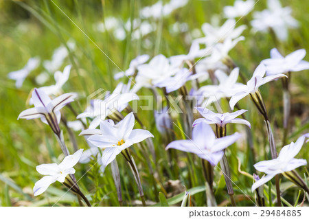 Spring little flower Hananira 29484885