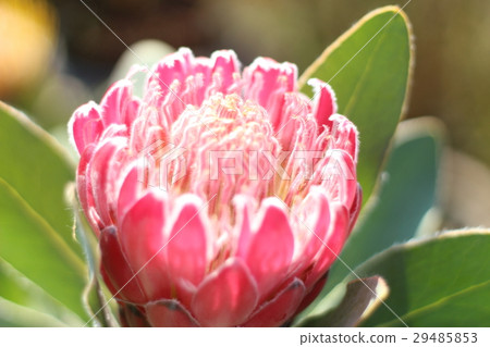 普羅蒂亞粉紅公主 29485853