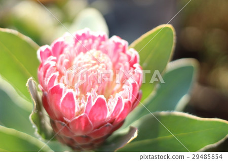 Protea Pink Princess Protea Pink Princess 29485854