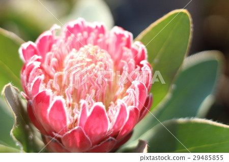 普羅蒂亞粉紅公主 29485855