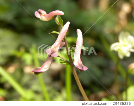 Girobou Engo saku blooming in the period of breath Girobou Engo saku blooming in the period of breath 29486226