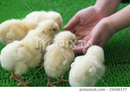 小雞 29486577