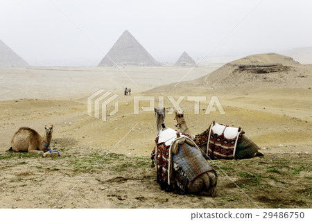 Camels and The Pyramids of Giza in Egypt Camels and The Pyramids of Giza in Egypt 29486750