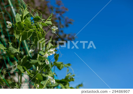 Home garden Home garden 29486907