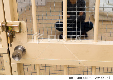Prison, detention house, crime, arrest, hold, prison, prison, detention, culprit, prison, fraud, caught, police, male, Japanese 29486971