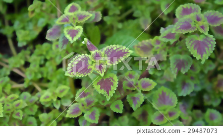 Flowers 29487073