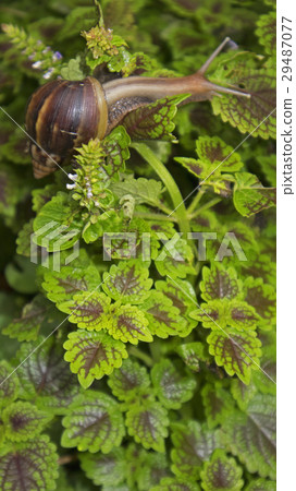 snails 29487077