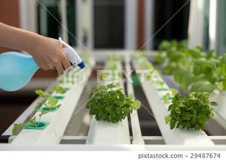 Hand spray water on organic hydroponic vegetable Hand spray water on organic hydroponic vegetable 29487674