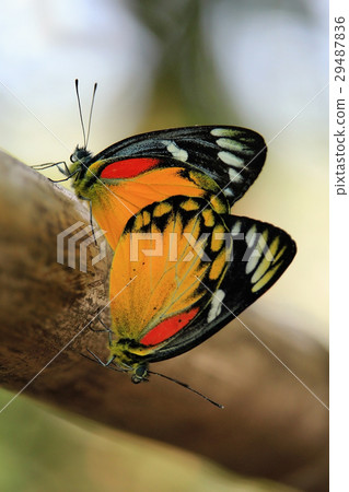 Butterfly couple mating on a tree Butterfly couple mating on a tree 29487836