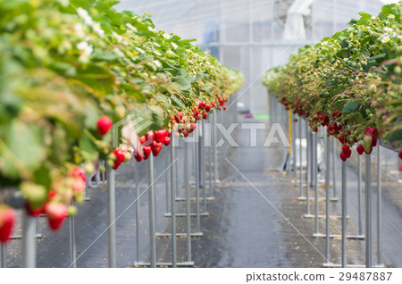 House strawberries 29487887