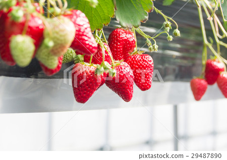 House strawberries House strawberries 29487890