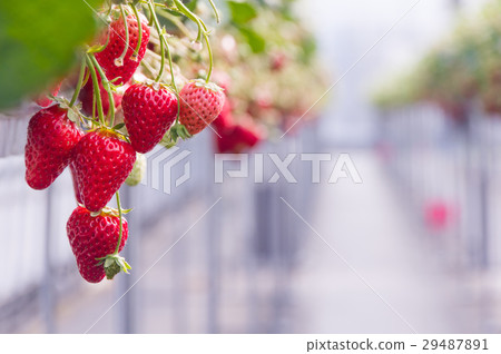 House strawberries House strawberries 29487891