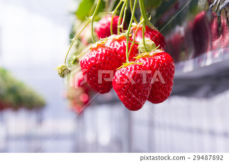 房子草莓 房子草莓 29487892