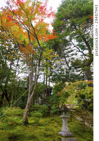 Colourful autumn leaves in Japanese garden 29487943