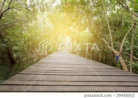 Wooden Bridge in Mangrove forest with sunlight Wooden Bridge in Mangrove forest with sunlight 29488002